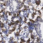 Merck Anti-AFP Antibody, clone 3B7 ZooMAb Rabbit Monoclonal