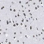 Merck Anti-Lamin A/C Antibody, clone 2B10 ZooMAb Rabbit Monoclonal