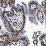 Merck Anti-MR-proADM Antibody, clone 2B19 ZooMAb Rabbit Monoclonal