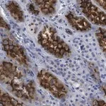 Merck Anti-Ezrin Antibody, clone 1D15 ZooMAb Rabbit Monoclonal