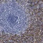 Merck Anti-FcεRI γ-subunit Antibody, clone 1B6 ZooMAb Rabbit Monoclonal