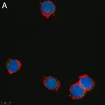 Merck Anti-Zfp64 Antibody, clone 3B22 ZooMAb Rabbit Monoclonal