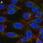 Merck Anti-Mitofusin-2 Antibody, clone 2D19 ZooMAb Rabbit Monoclonal