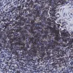 Merck Anti-CD4 Antibody, clone 2G19 ZooMAb Rabbit Monoclonal