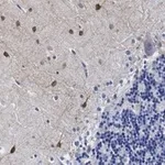 Merck Anti-NOS1 Antibody, clone 1F14 ZooMAb Rabbit Monoclonal