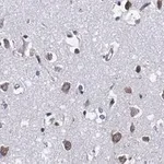 Merck Anti-Ago2 Antibody, clone 2H10 ZooMAb Rabbit Monoclonal