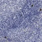 Merck Anti-NLRP3 Antibody, clone 4B4 ZooMAb Rabbit Monoclonal