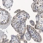 Merck Anti-ATG7 Antibody, clone 1E15 ZooMAb Rabbit Monoclonal