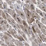Merck Anti-GLUT-4 Antibody, clone 1M13 ZooMAb Rabbit Monoclonal