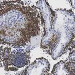 Merck Anti-Fibrillin-1 Antibody, clone 6C19 ZooMAb Rabbit Monoclonal