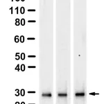 Merck Anti-14-3-3 β/α Antibody, clone 1D15 ZooMAb Rabbit Monoclonal