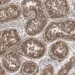 Merck Anti-Nectin-2/CD112 Antibody, clone 2H6 ZooMAb Rabbit Monoclonal