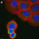 Merck Anti-ASTN2 Antibody, clone 2E8 ZooMAb Rabbit Monoclonal