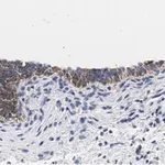 Merck Anti-TMEM261 Antibody, clone 2C22 ZooMAb Rabbit Monoclonal