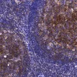 Merck Anti-CD81 Antibody, clone 1C23 ZooMAb Rabbit Monoclonal