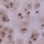 Merck Anti-Aggrecan Antibody, clone 4B10 ZooMAb Rabbit Monoclonal