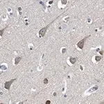 Merck Anti-LC3A Antibody, clone 3J12 ZooMAb Rabbit Monoclonal