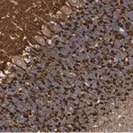 Merck Anti-Synapsin-1 Antibody, clone 1G5 ZooMAb Rabbit Monoclonal
