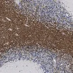Merck Anti-CNPase Antibody, clone 3N12 ZooMAb Rabbit Monoclonal