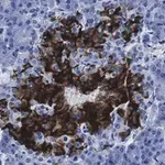 Merck Anti-Insulin Antibody, clone 3B5 ZooMAb Rabbit Monoclonal