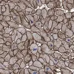 Merck Anti-Laminin B2 Antibody, clone 1B9 ZooMAb Rabbit Monoclonal