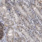 Merck Anti-NOTCH2 Antibody, clone 1B14-5 ZooMAb Rabbit Monoclonal