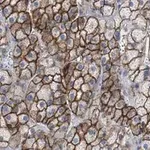 Merck Anti-SCARB1 Antibody, clone 3B15 ZooMAb Rabbit Monoclonal