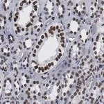 Merck Anti-Bmi-1 Antibody, clone 1G8 ZooMAb Rabbit Monoclonal