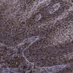 Merck Anti-FAM49A Antibody, clone 2D6 ZooMAb Rabbit Monoclonal