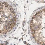 Merck Anti-mTOR Antibody, clone 4O5 ZooMAb Rabbit Monoclonal