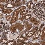 Merck Anti-PLD2 Antibody, clone 6F13 ZooMAb Rabbit Monoclonal