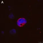 Merck Anti-IFNγ Antibody, clone 5K15 ZooMAb Rabbit Monoclonal