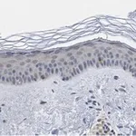 Merck Anti-BMP-7 Antibody, clone 2D15 ZooMAb Rabbit Monoclonal
