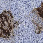 Merck Anti-PGP9.5/UCHL1 Antibody, clone 3C13 ZooMAb Rabbit Monoclonal