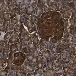 Merck Anti-MICA Antibody, clone 4F8 ZooMAb Rabbit Monoclonal