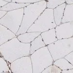 Merck Anti-α-Dystroglycan Antibody, clone VIA4-1 ZooMAb Mouse Monoclonal