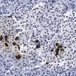 Merck Anti-Somatostatin-28 Antibody, clone 2B19 ZooMAb Rabbit Monoclonal