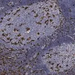 Merck Anti-Iba1/ AIF1 Antibody, clone 20A12.1 ZooMAb Mouse Monoclonal