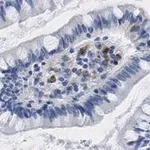 Merck Anti-Interferon β Antibody, clone 4F5 ZooMAb Rabbit Monoclonal