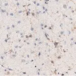 Merck Anti-NG2 Antibody, clone 132.38 ZooMAb Mouse Monoclonal