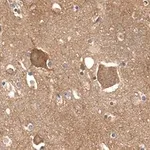 Merck Anti-Trk-B Antibody, clone 2B22 ZooMAb Rabbit Monoclonal