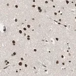 Merck Anti-RNA polymerase II Antibody, clone CTD4H8 ZooMAb Mouse Monoclonal