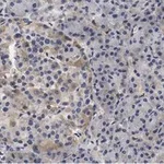 Merck Anti-Helicase MOV-10 Antibody, clone 3B8 ZooMAb Rabbit Monoclonal