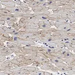 Merck Anti-Laminin α2 Antibody, clone 2I22 ZooMAb Rabbit Monoclonal