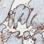 Merck Anti-Integrin β3 Antibody, clone EM00212 ZooMAb Rabbit Monoclonal