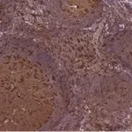 Merck Anti-Siglec-7/CD328 Antibody, clone 1B10 ZooMAb Rabbit Monoclonal
