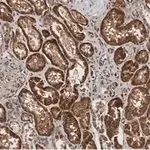 Merck Anti-Angiotensinogen Antibody, clone 1B12 ZooMAb Rabbit Monoclonal