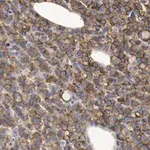 Merck Anti-phosphotyrosine Antibody, clone 4G10 ZooMAb Mouse Monoclonal