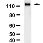 Merck Anti-phospho-ULK1-Ser757 Antibody, clone 5L18 ZooMAb Rabbit Monoclonal