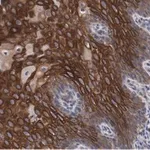 Merck Anti-L-amino acid oxidase Antibody, clone 4O11 ZooMAb Rabbit Monoclonal
